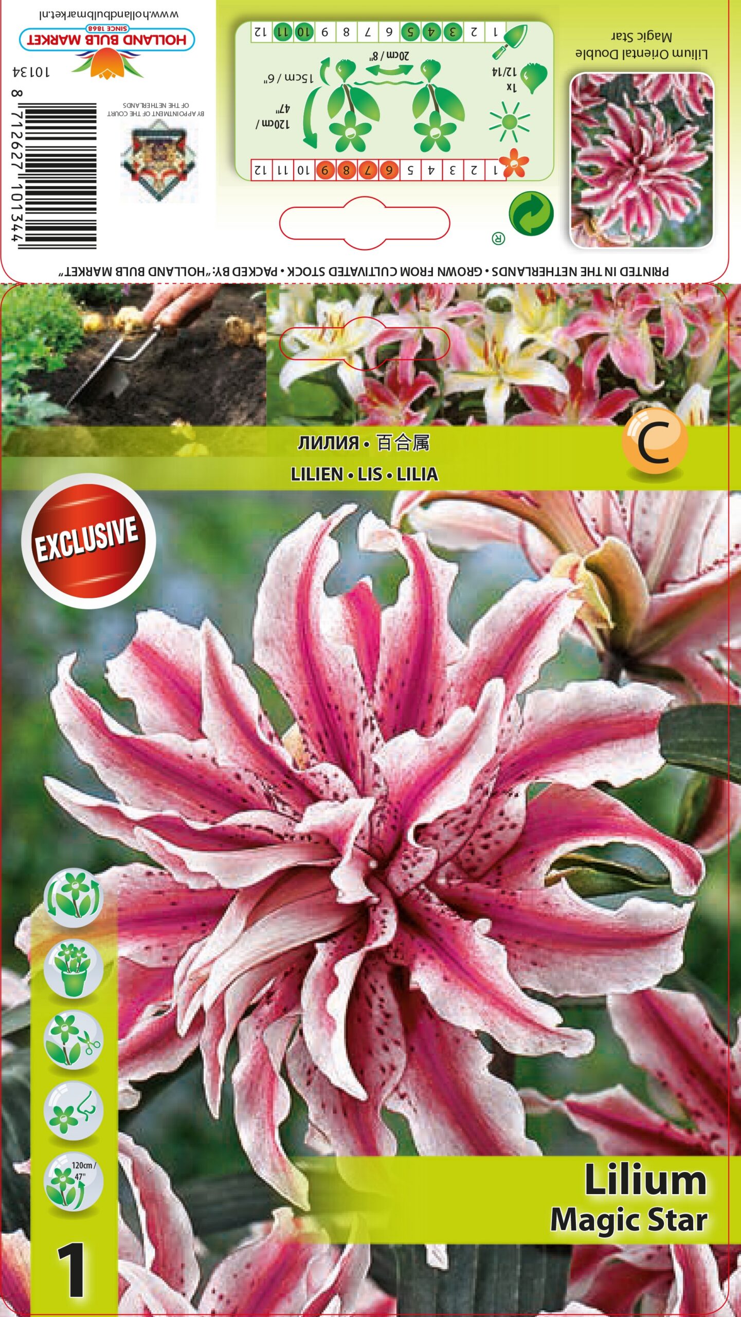 Liilia Magic Star 1 tk