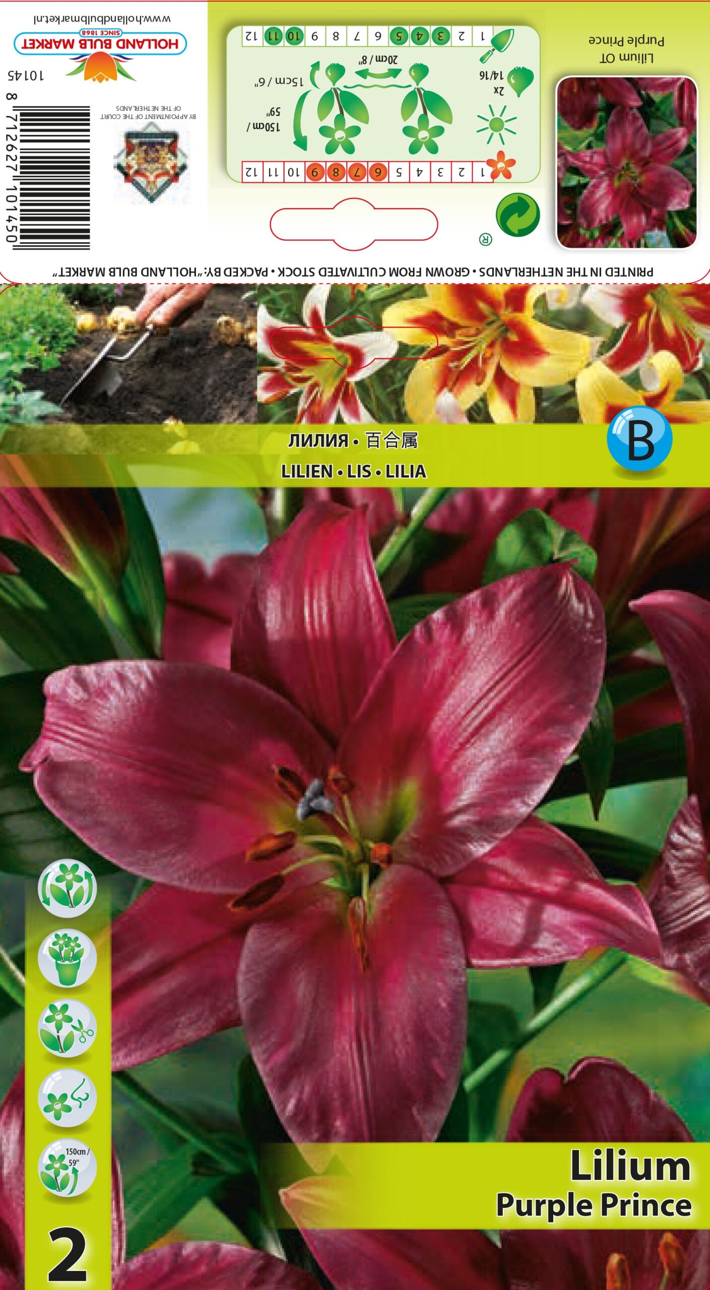 Liilia Purple Prince 2 tk