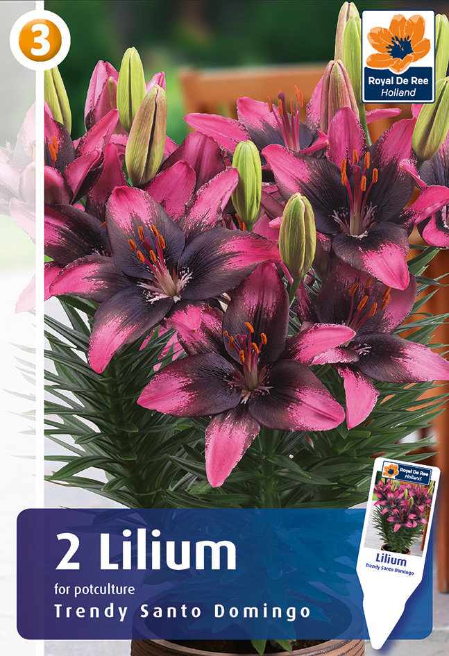 Liilia Trendy Santo Domingo 2tk