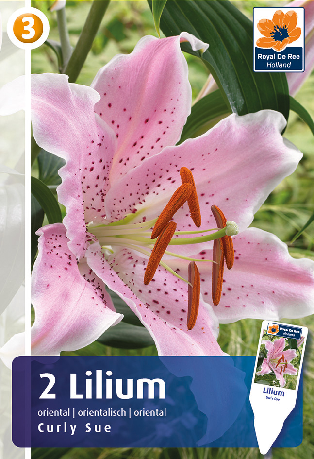 Liilia Curly Sue 2 tk