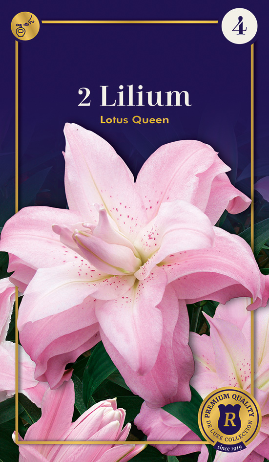 Liilia Lotus Queen 2 tk