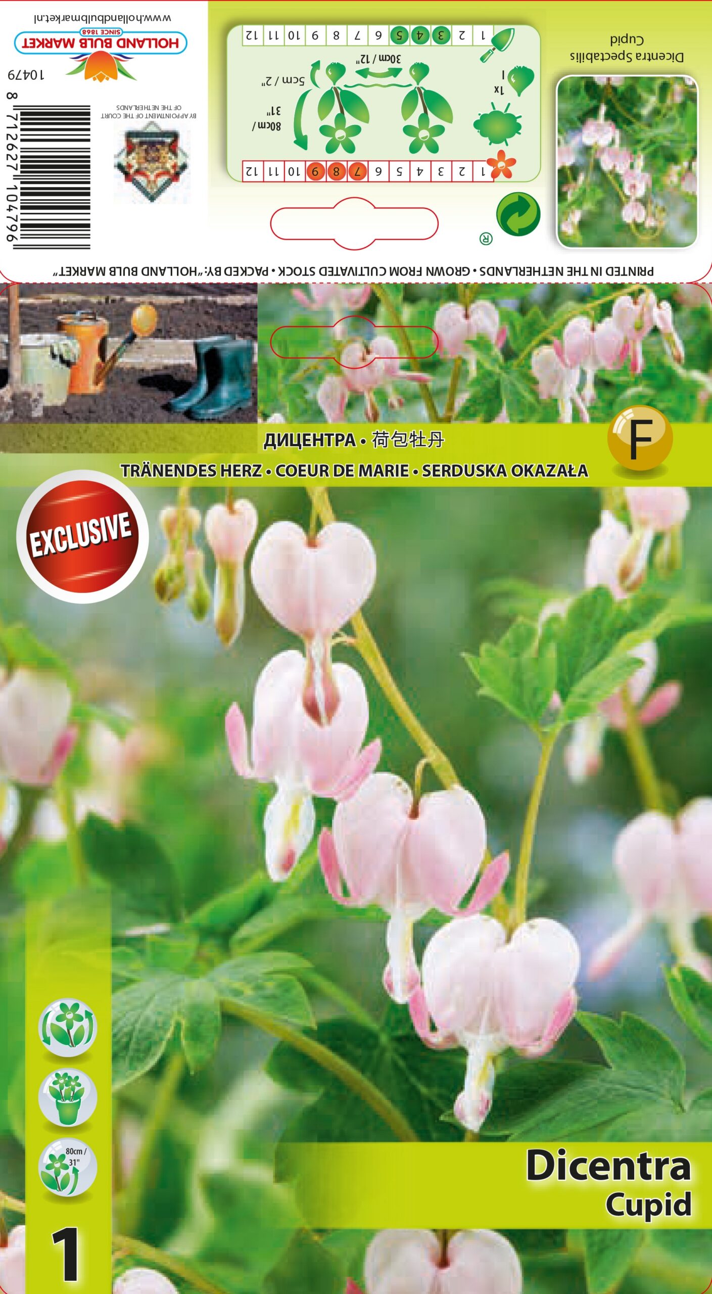 Murtudsüda Cupid 1 tk