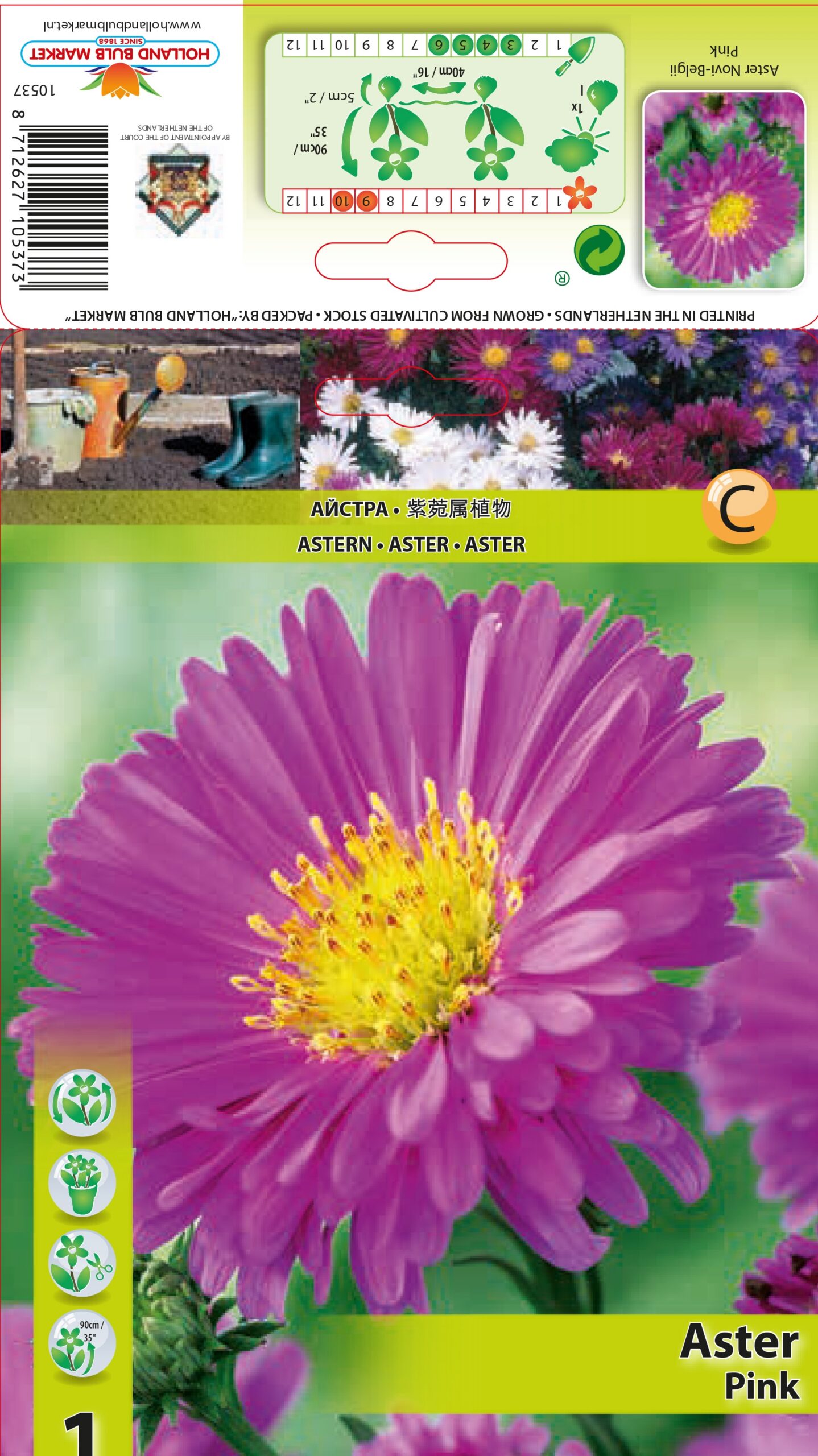 Õiekas aster Pink 1 tk