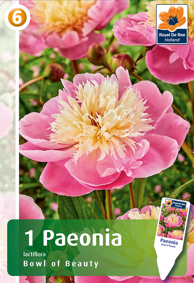 Pojeng Bowl of Beauty 1tk