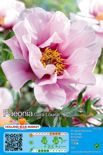 Pojeng ITOH Cora Louise 1 tk