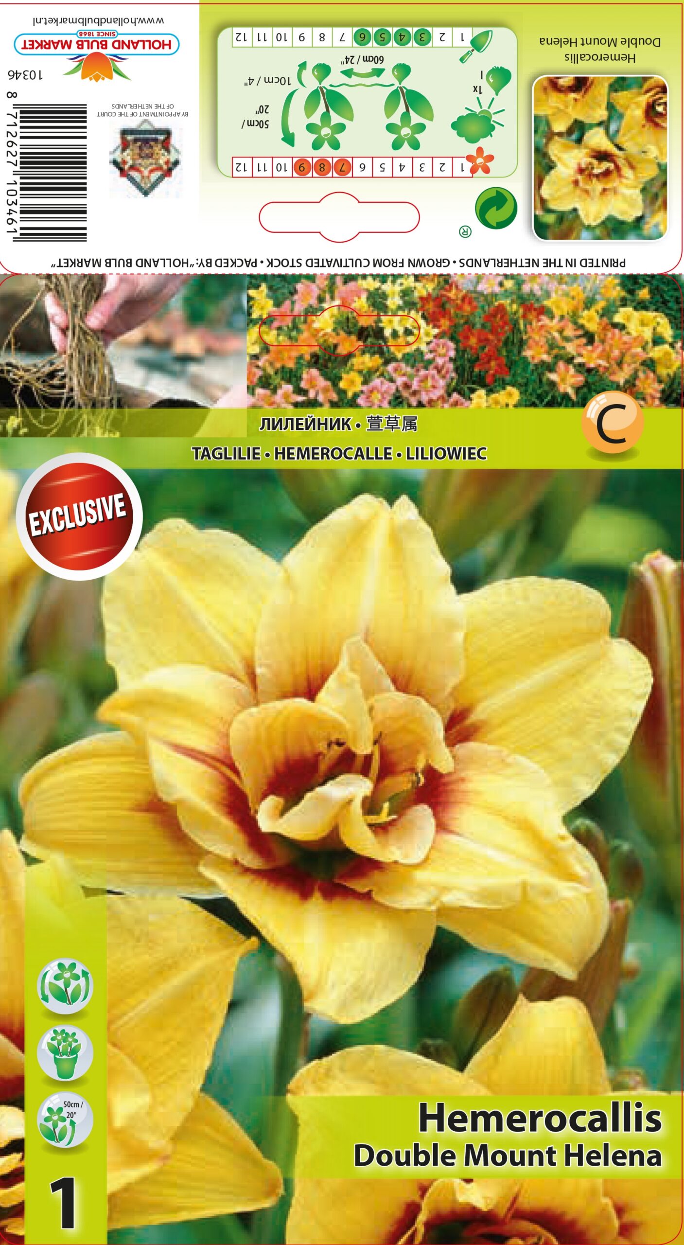 Päevaliilia Mount Helena 1 tk