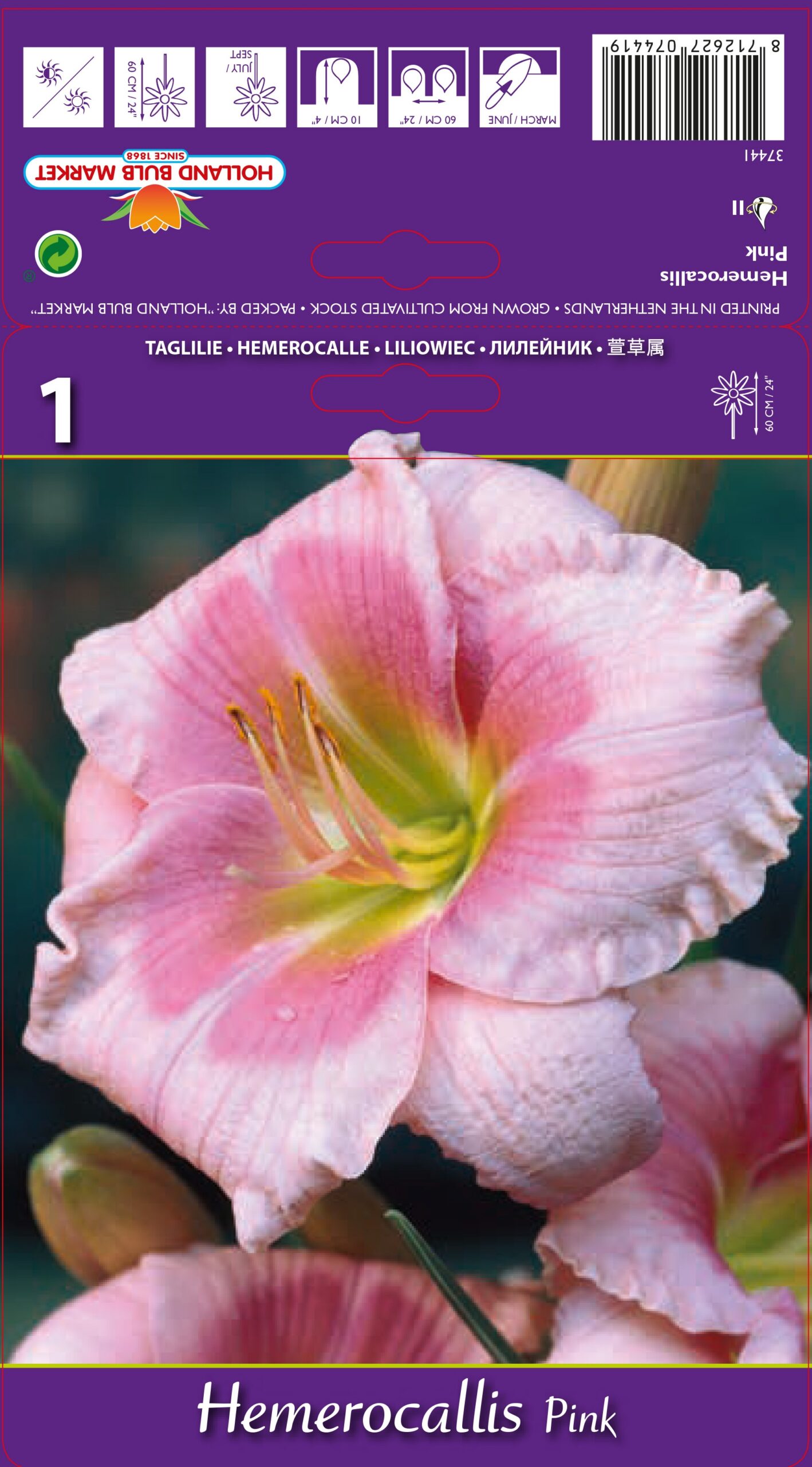 Päevaliilia Pink 1tk