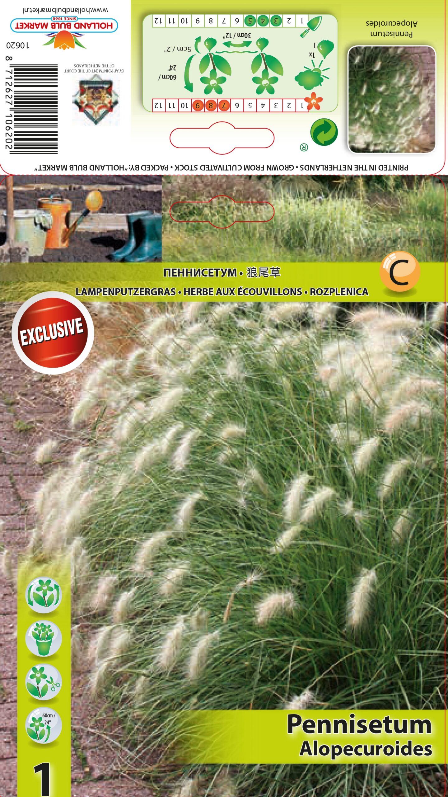 Austraalia hiidhirss 1tk