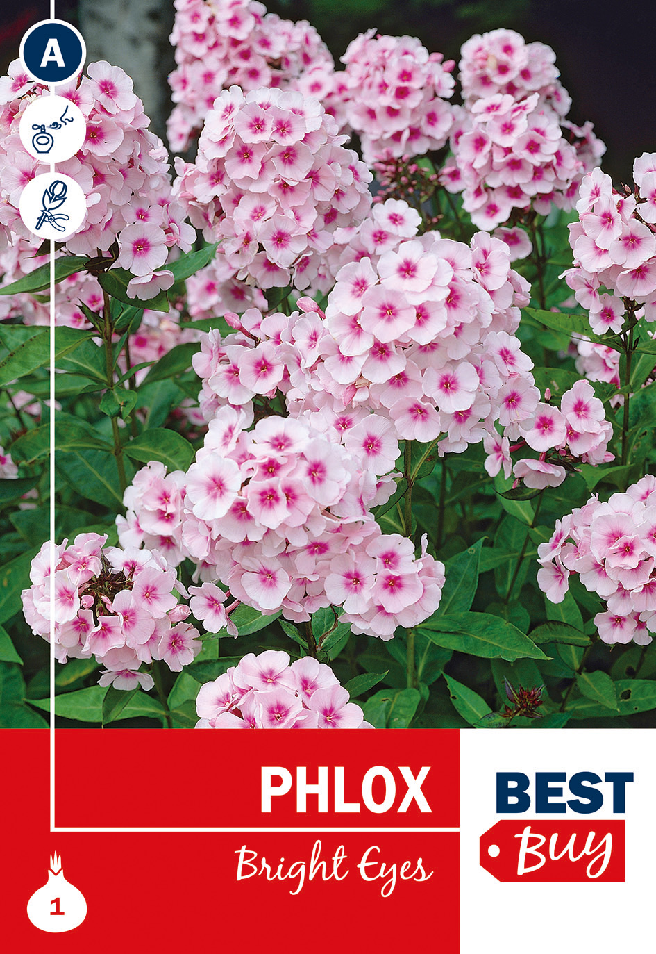 Floks Bright Eyes 1 tk