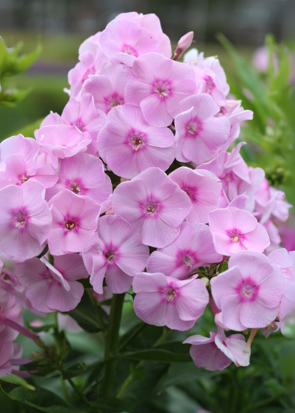 Laialehine leeklill Captain Puggleface paljasjuurne 1 tk