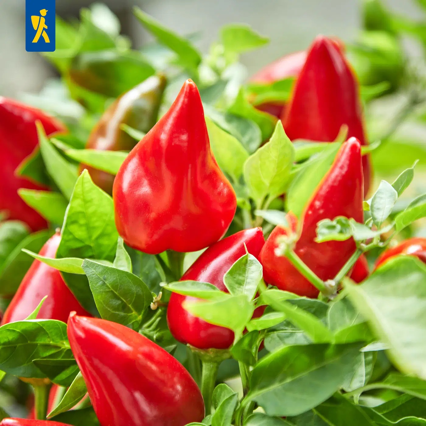 Kibe paprika Spicy Jane F1 S