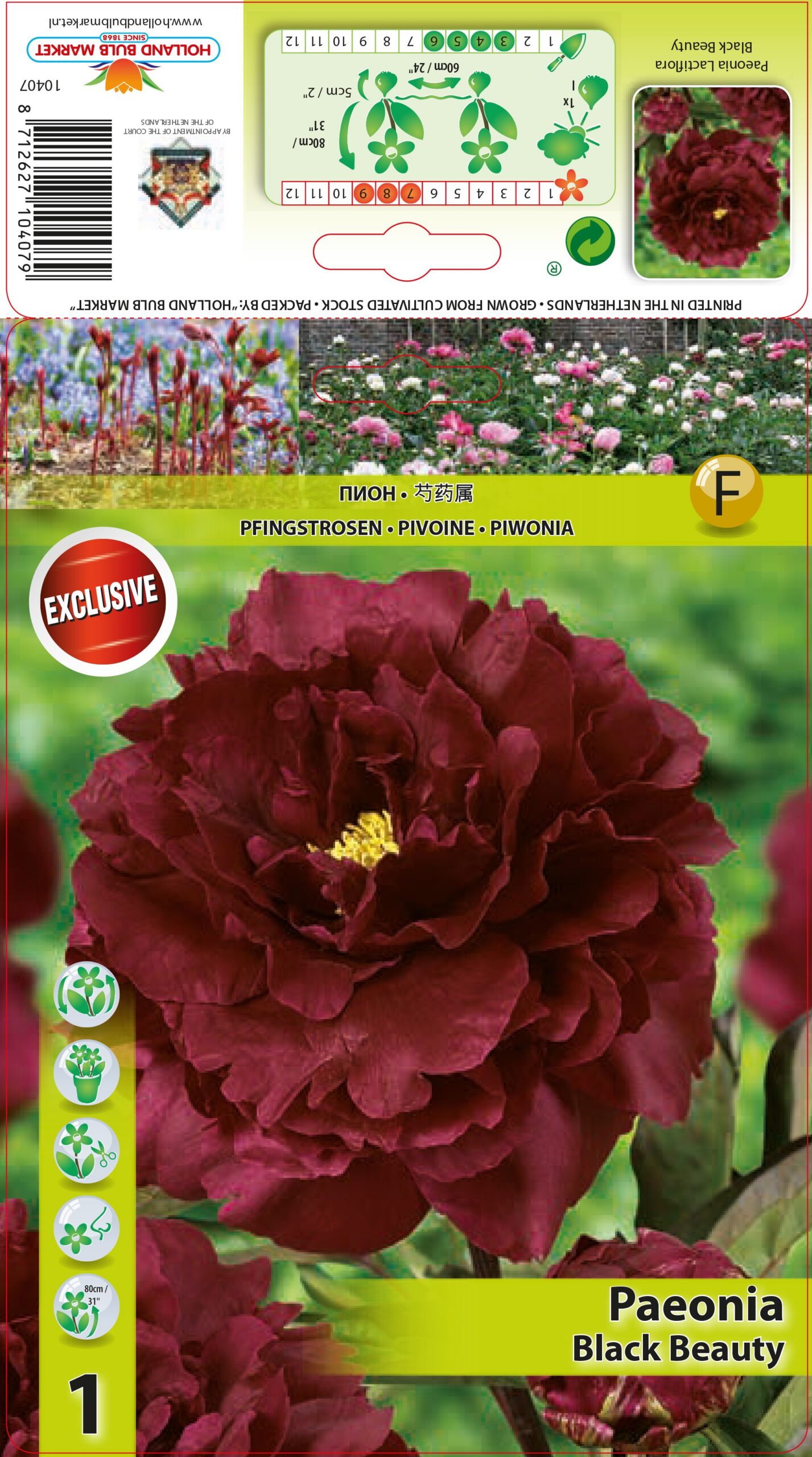 Pojeng Black Beauty 1 tk