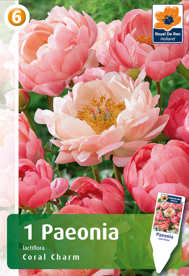 Pojeng Coral Charm 1tk