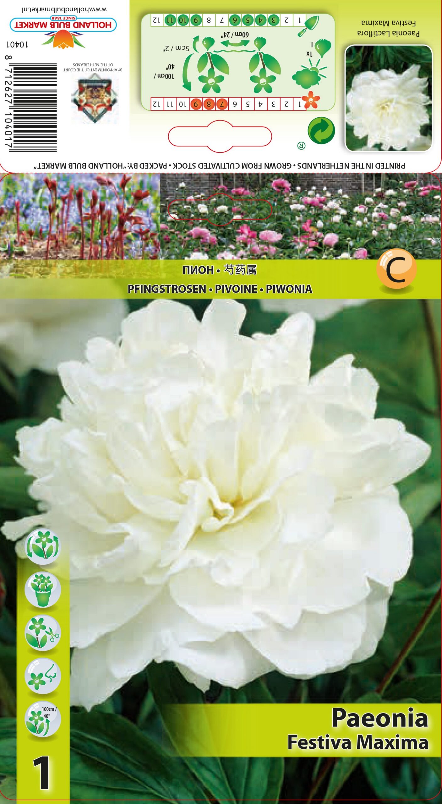 Pojeng Festiva Maxima 1 tk