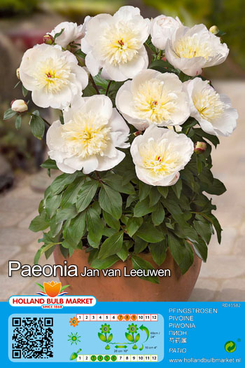 Pojeng Jan van Leeuwen 1 tk