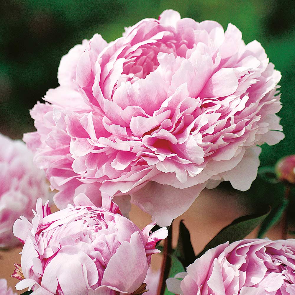 Pojeng Sarah Bernhardt 1 tk