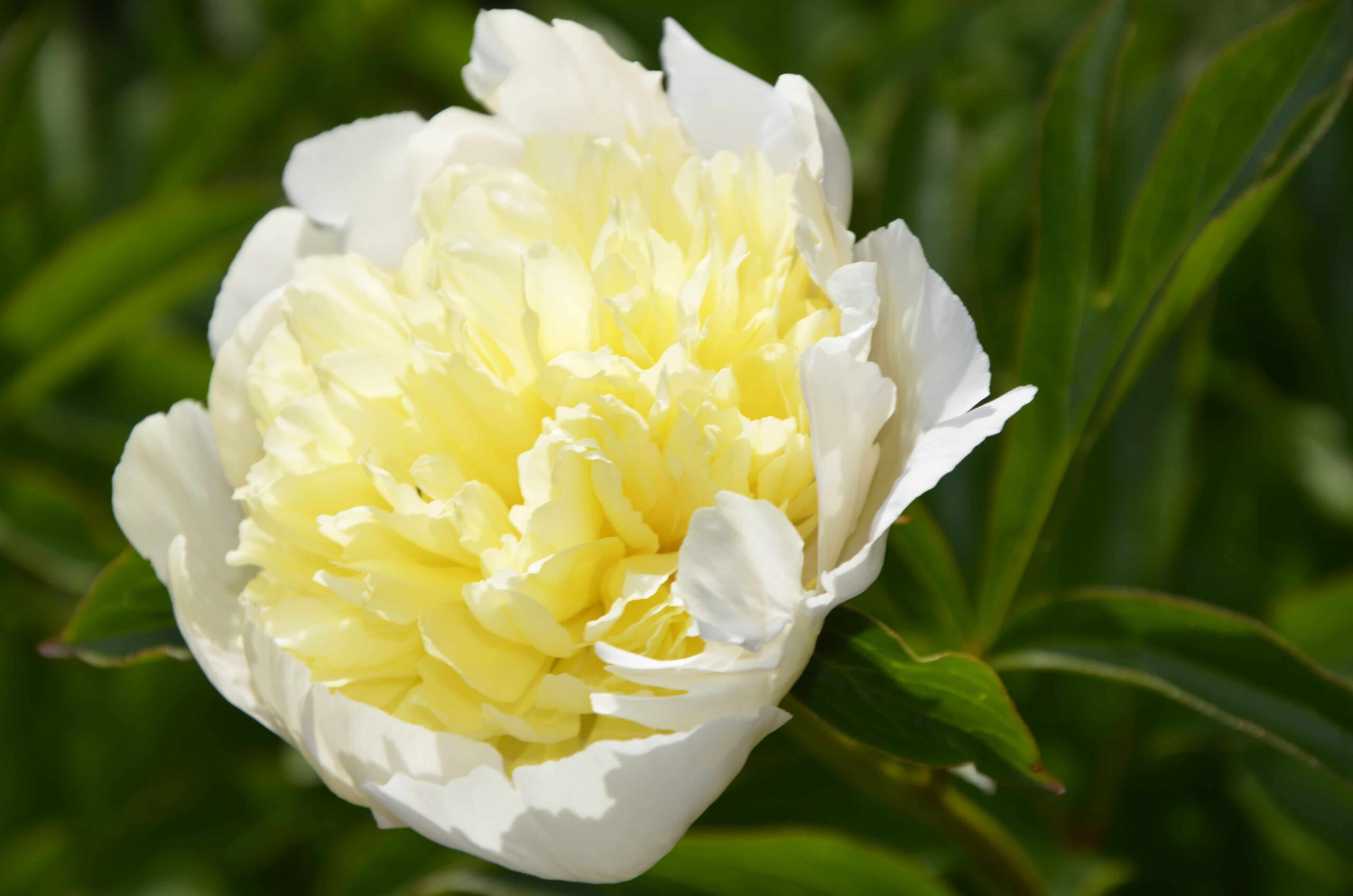 Pojeng Laura Dessert 1 tk