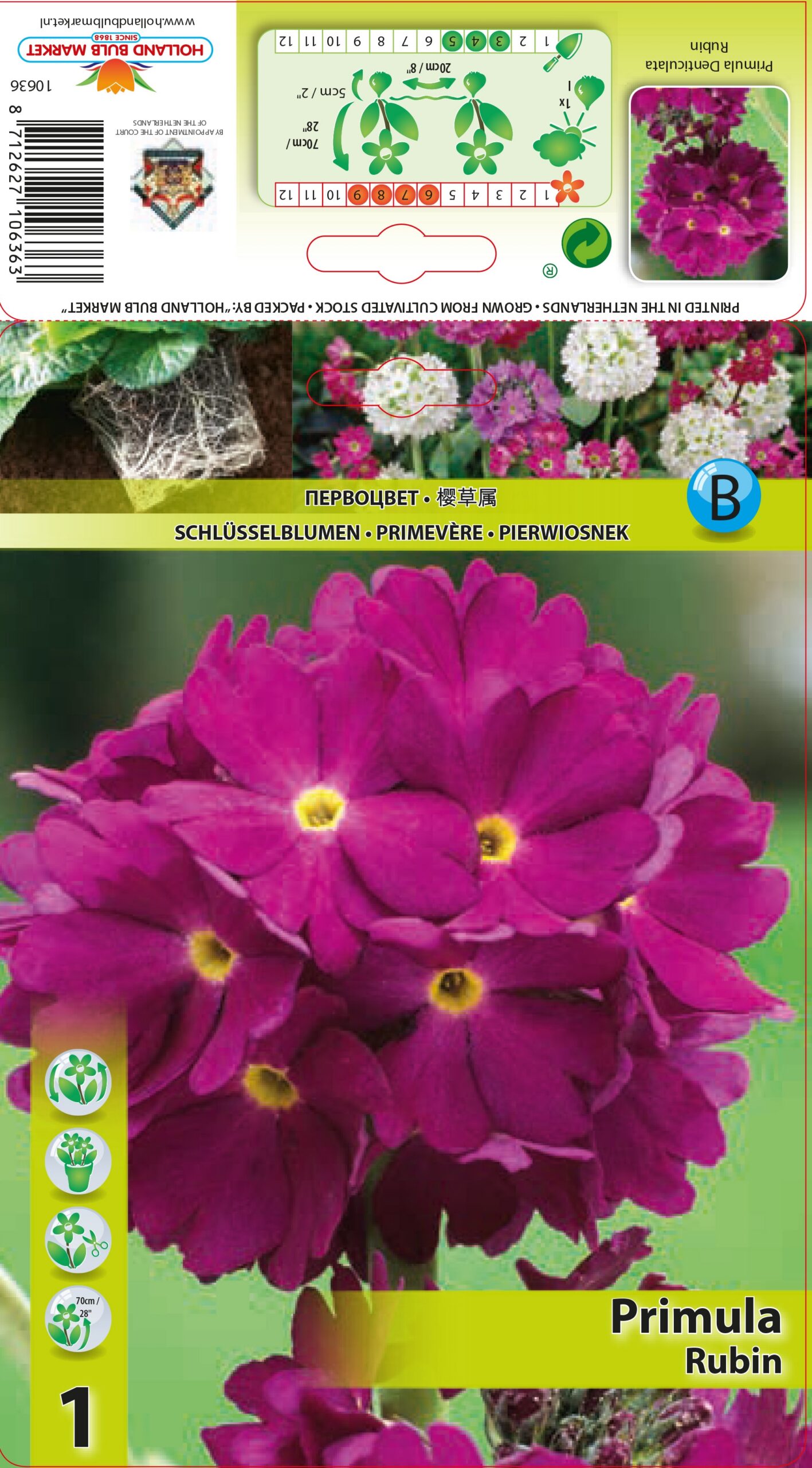 Priimula Denticulata Rubin 1 tk