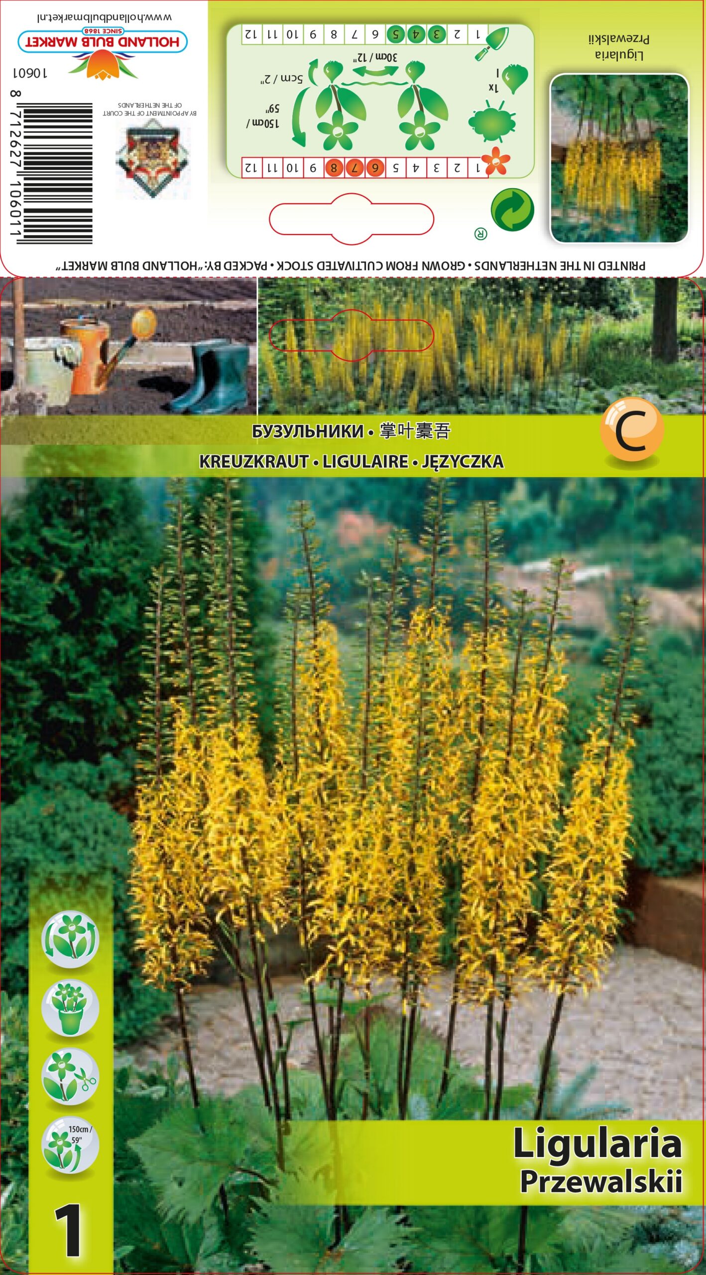 Przevalski kobarpea 1 tk