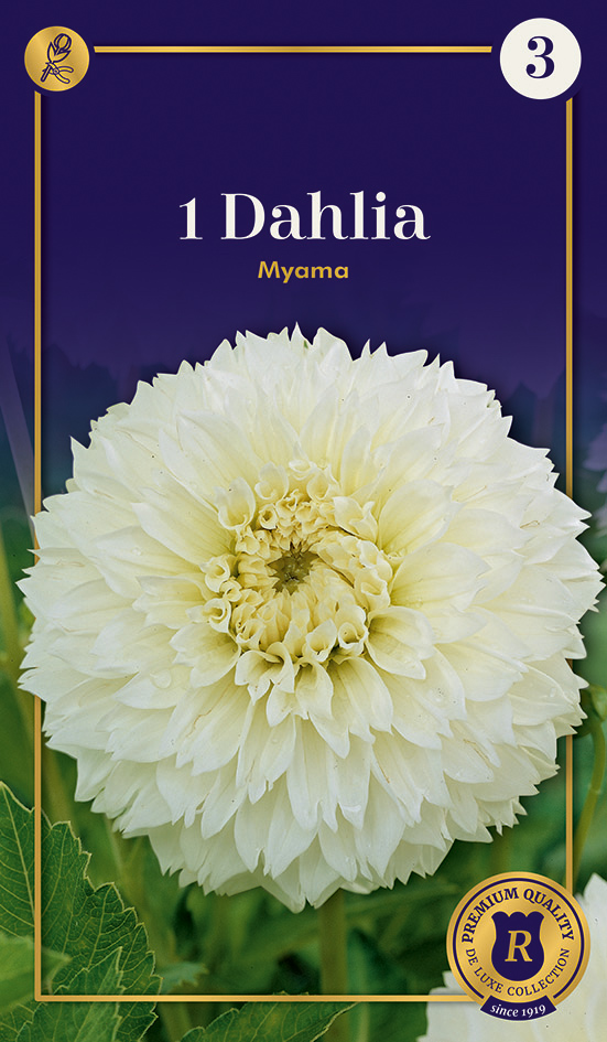 Daalia Fubuki Myama 1tk