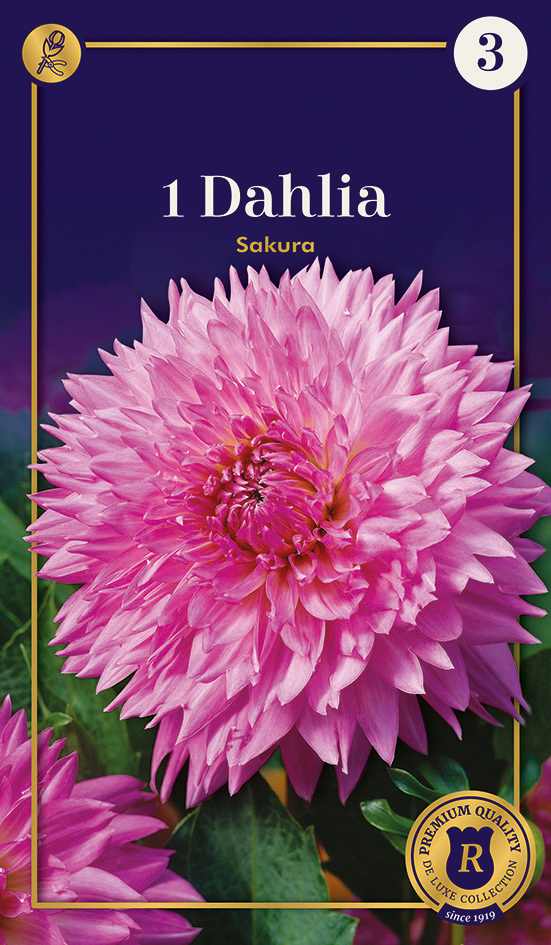 Daalia Fubuki Sakura 1 tk