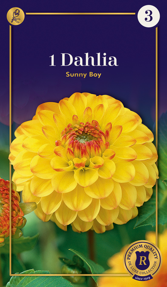 Daalia Sunny Boy 1 tk