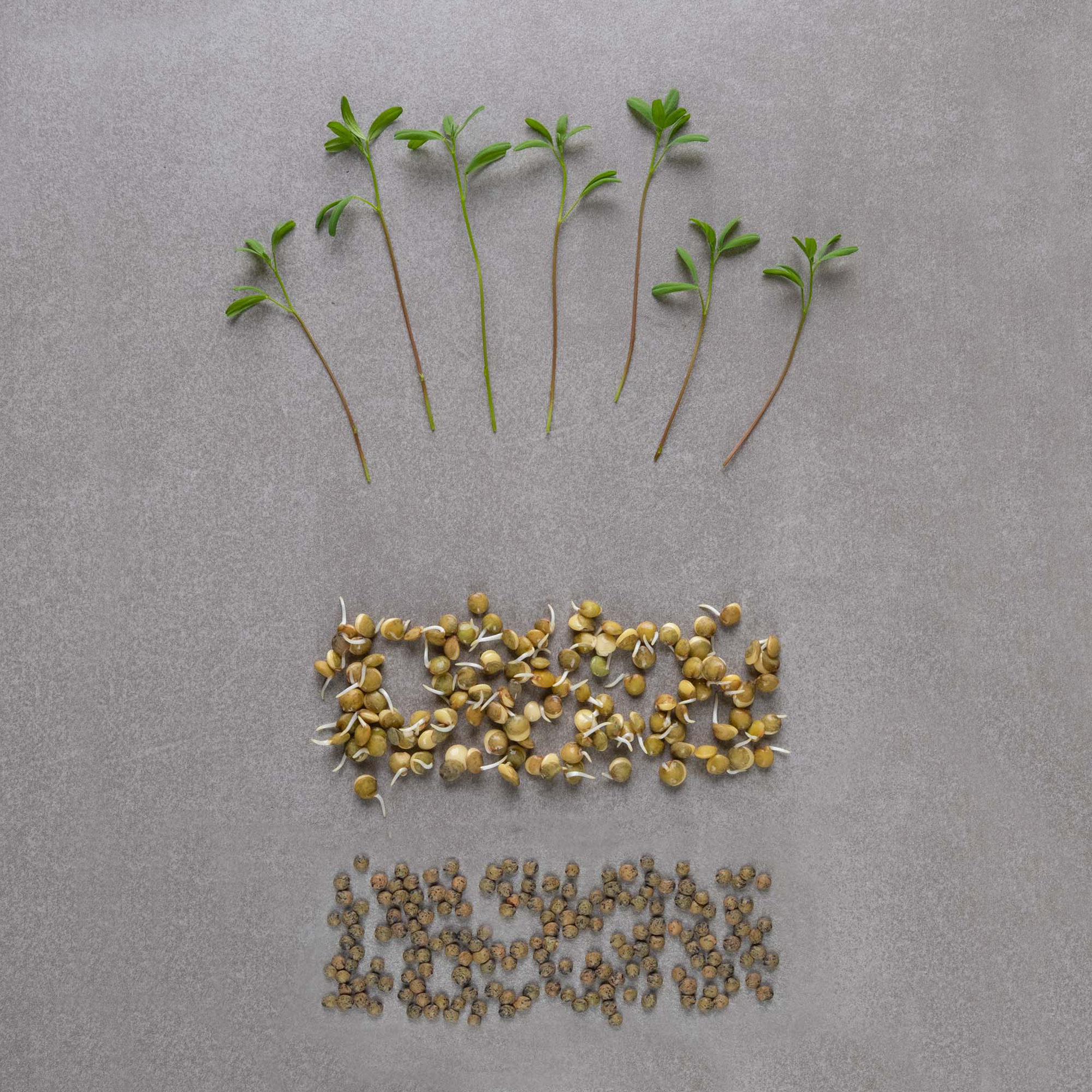 Rohelised maheläätsed 200 g