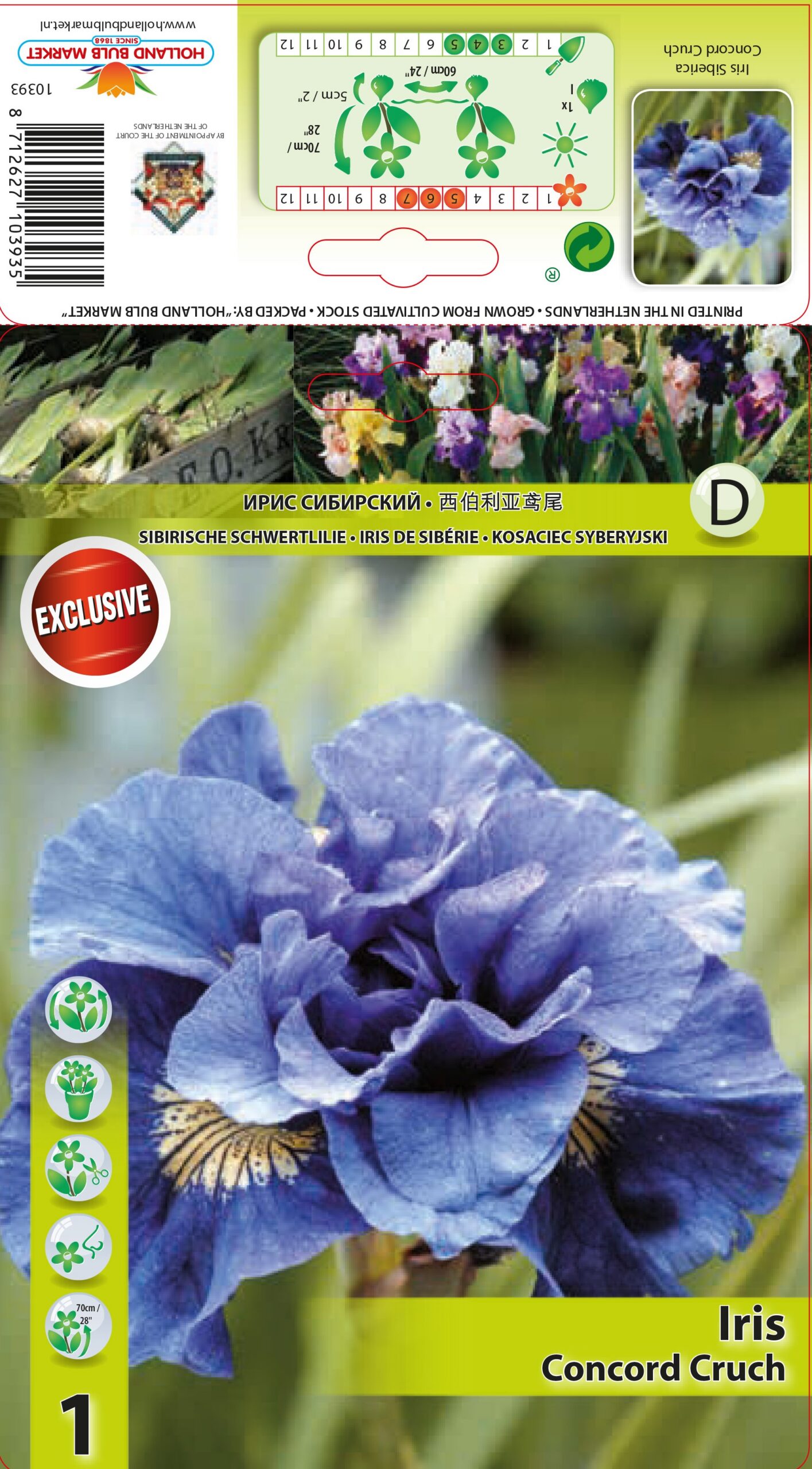 Siberi iiris Concord Crunch 1 tk