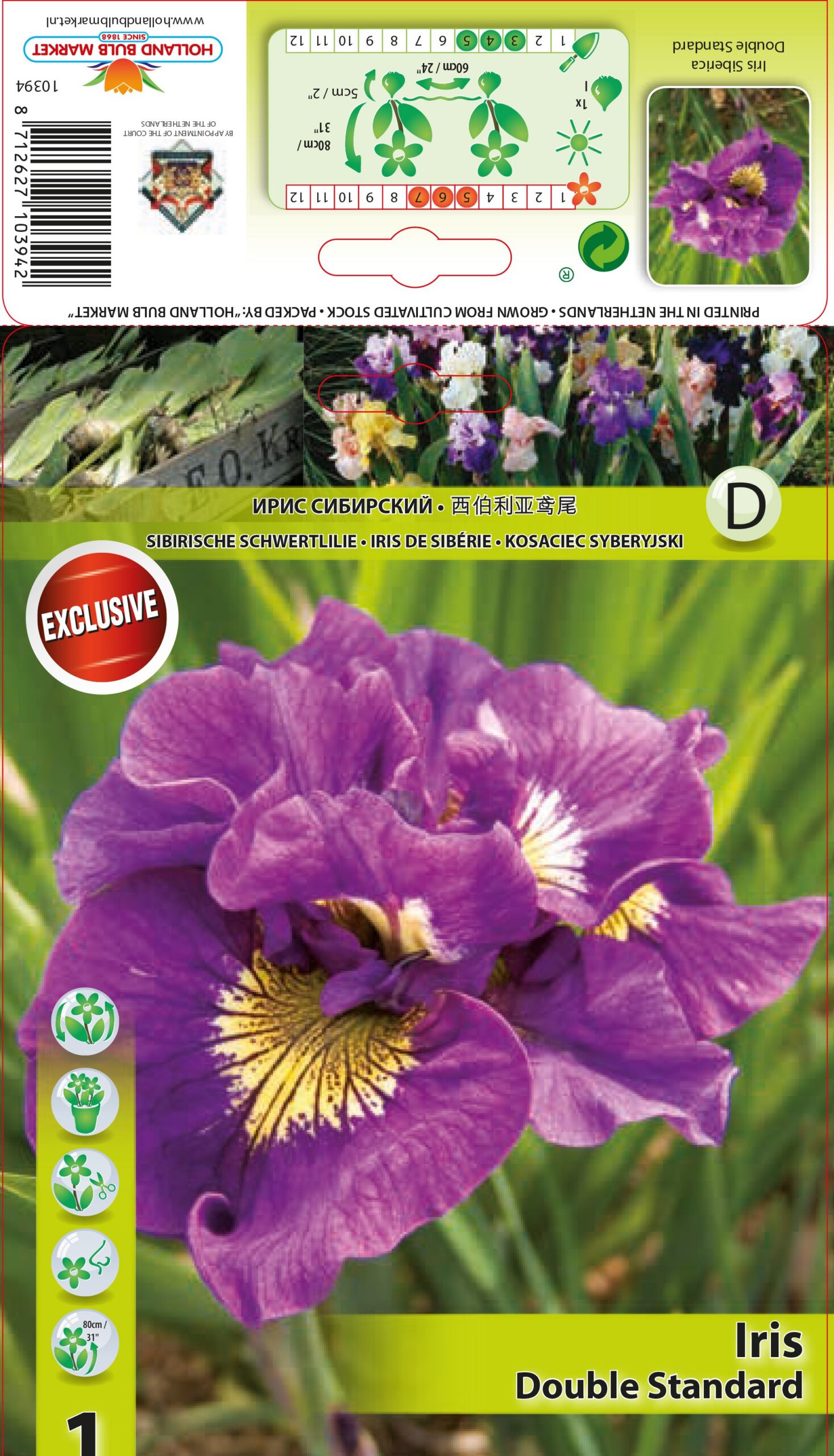 Siberi iiris Double Standard 1tk