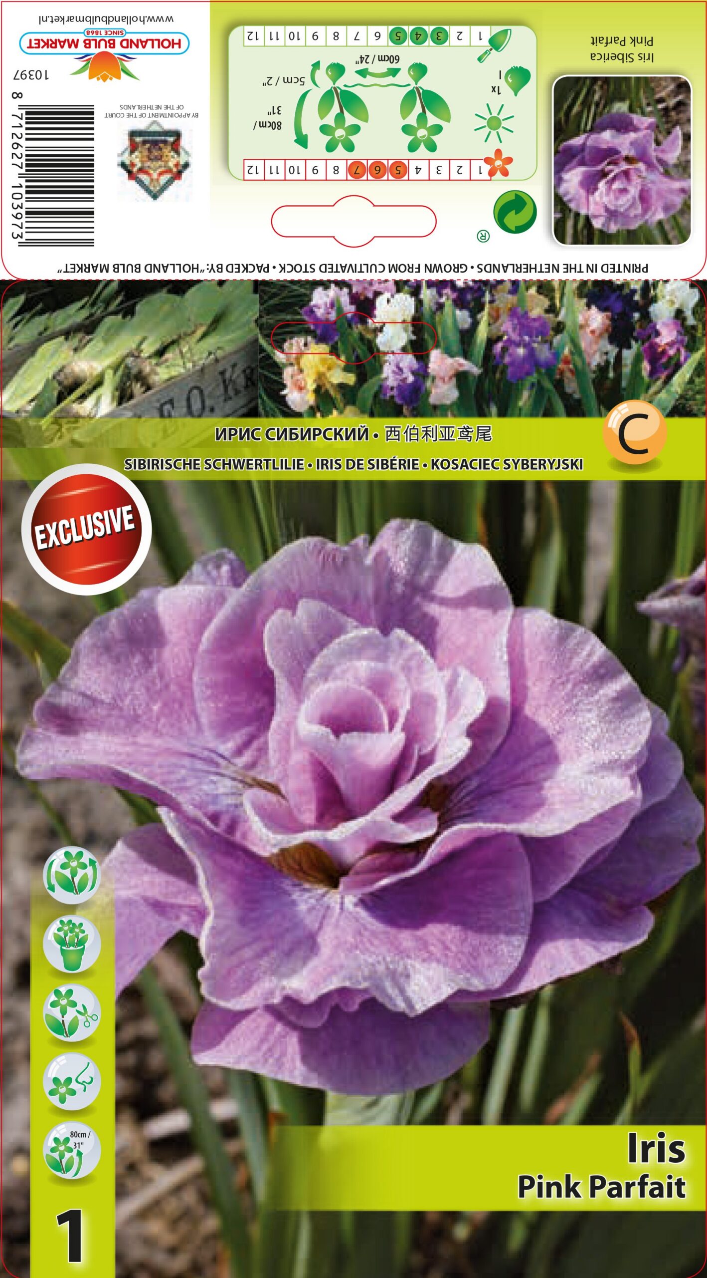 Siberi iiris Pink Parfait 1 tk