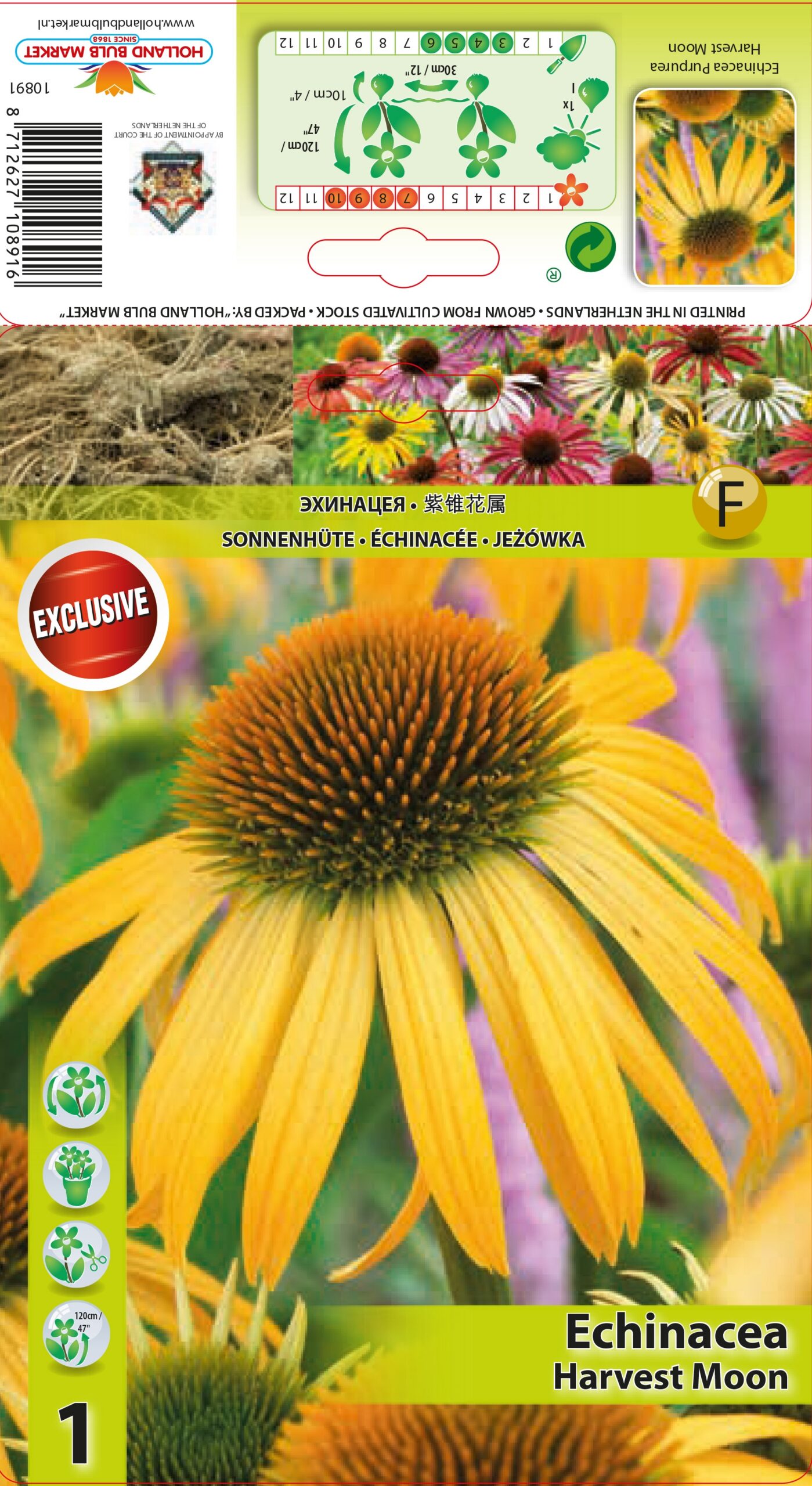 Siilkübar Harvest Moon 1 tk