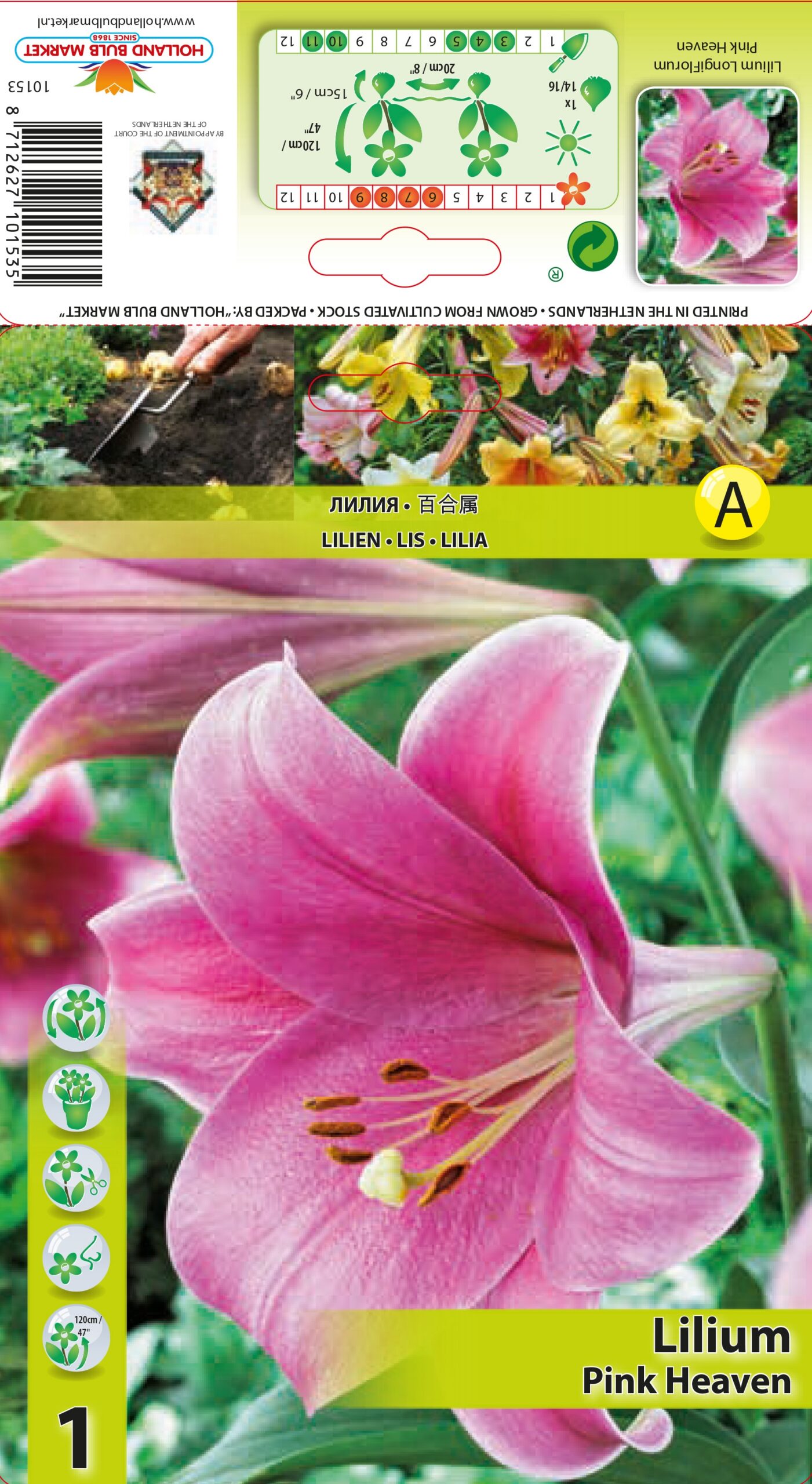 Liilia Pink Heaven 1 tk