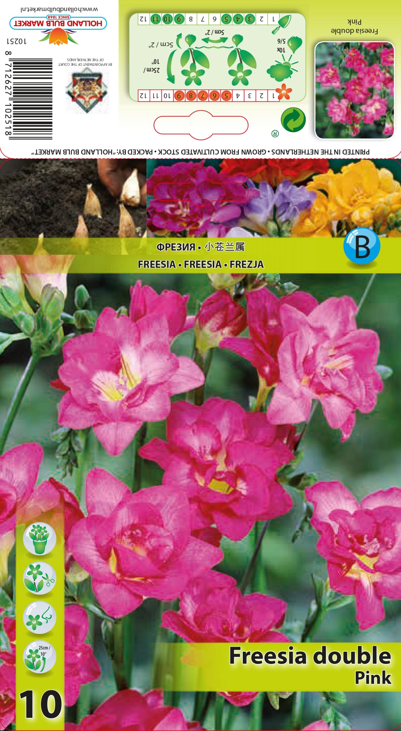 Freesia Double Pink 10 tk
