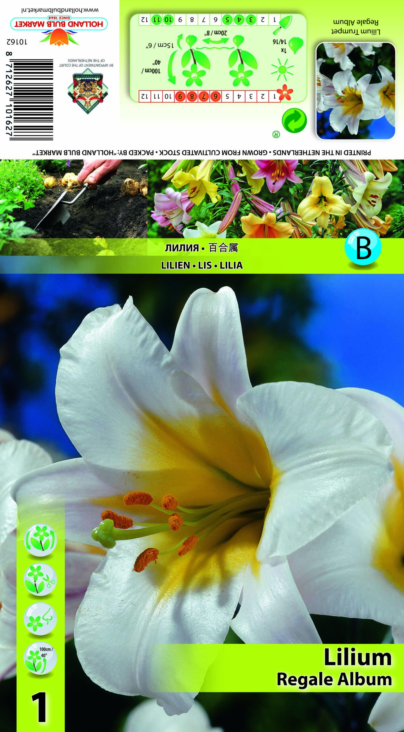 Liilia Regale Album 1 tk