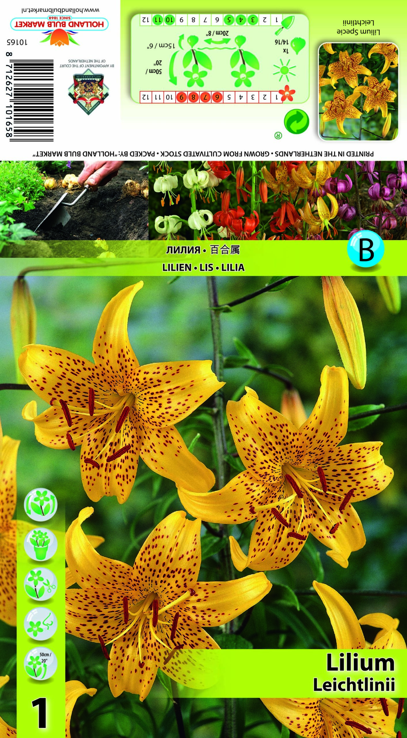 Liilia Leichtlinii 1 tk