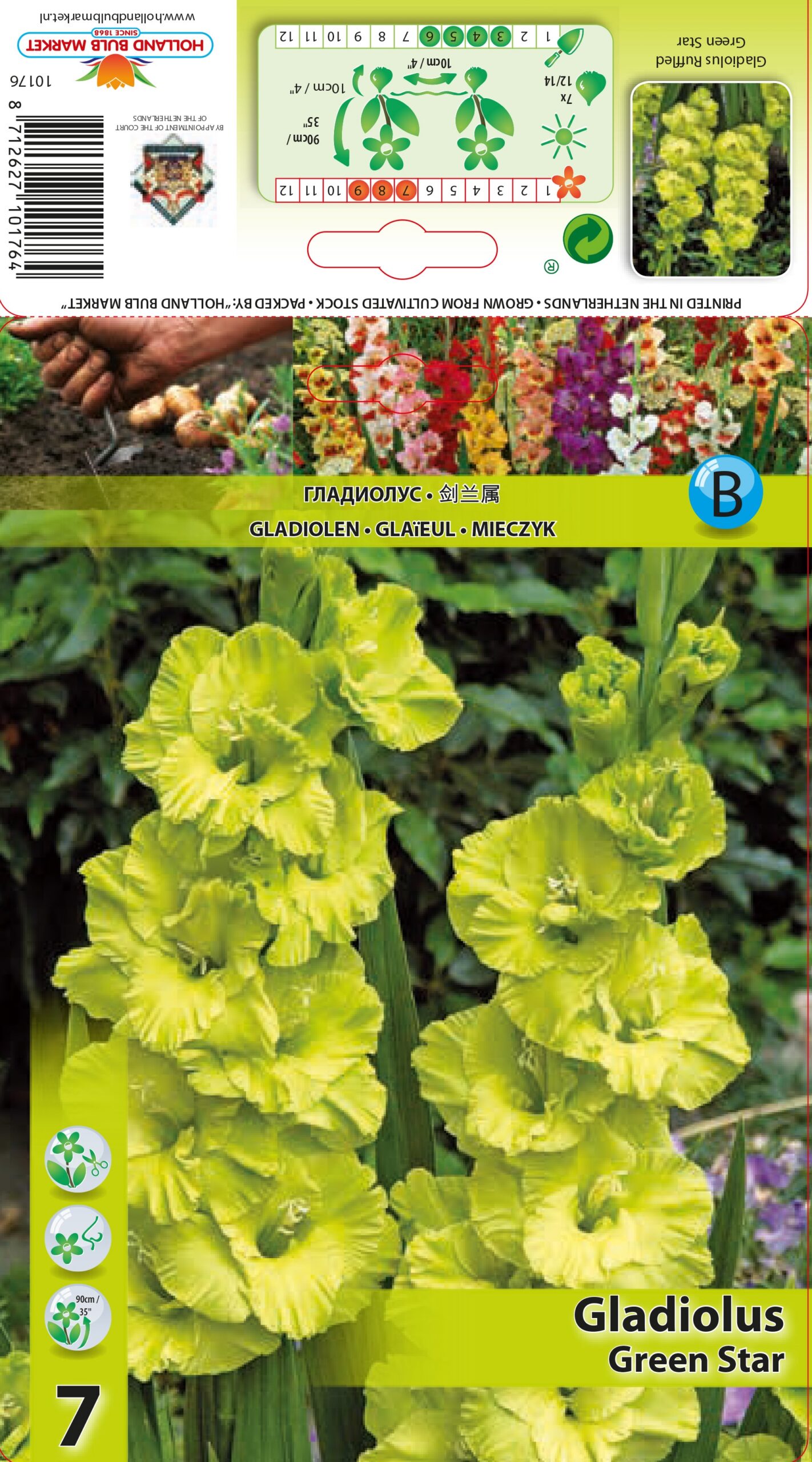 Gladiool Green Star 7 tk
