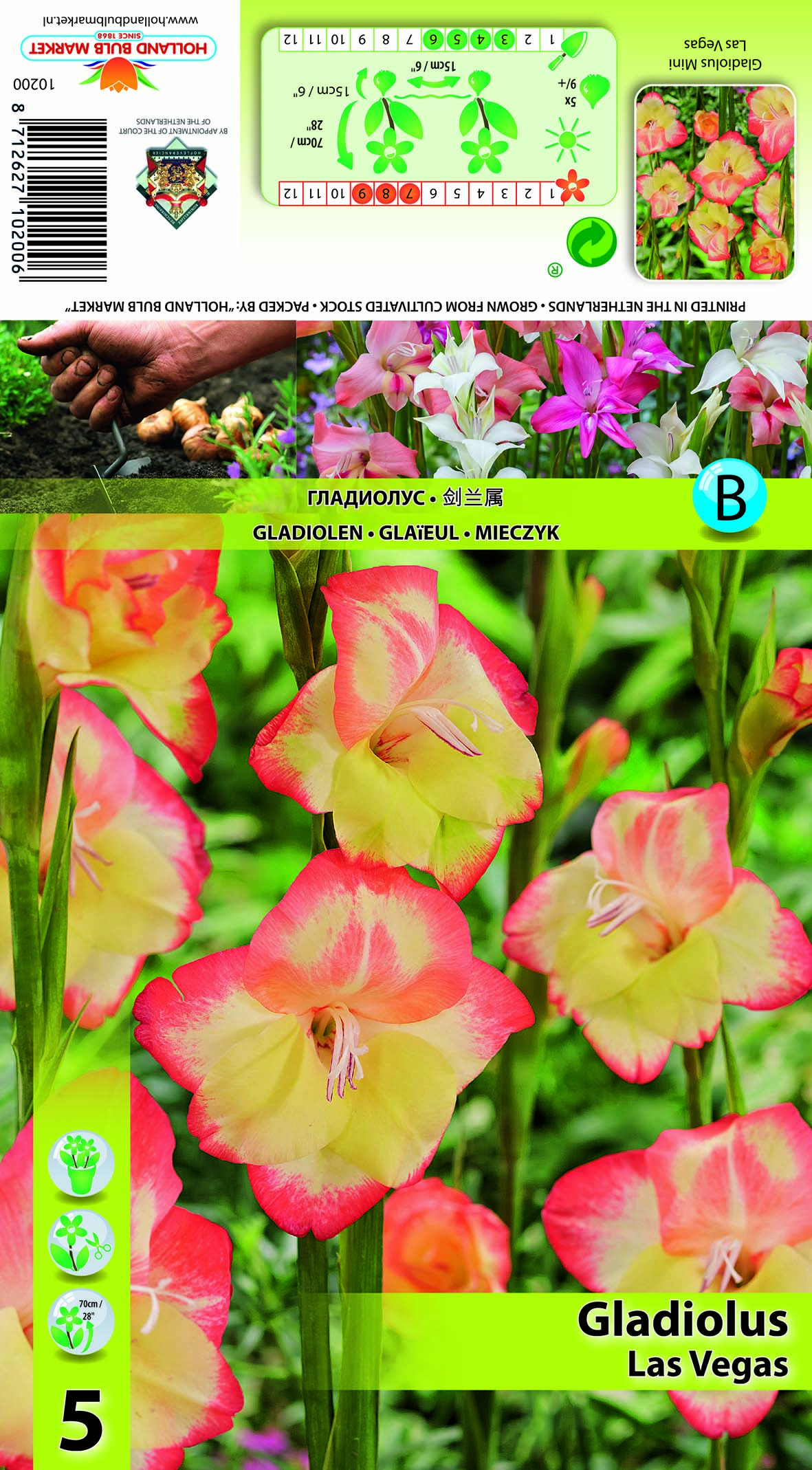 Gladiool mini Las Vegas 5 tk