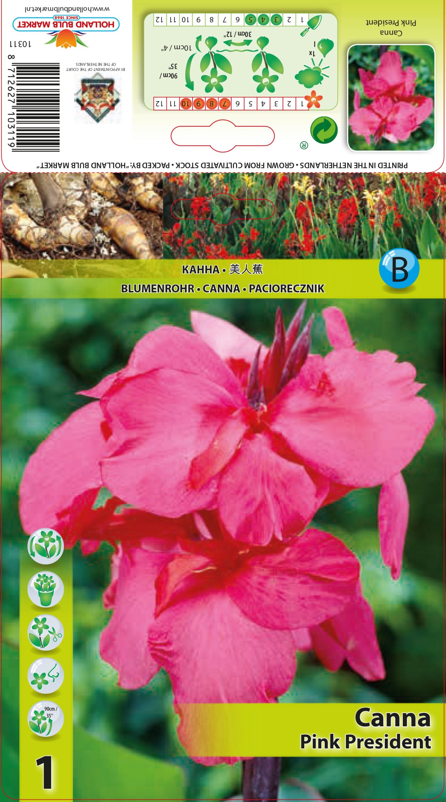 Kanna Pink President 1 tk