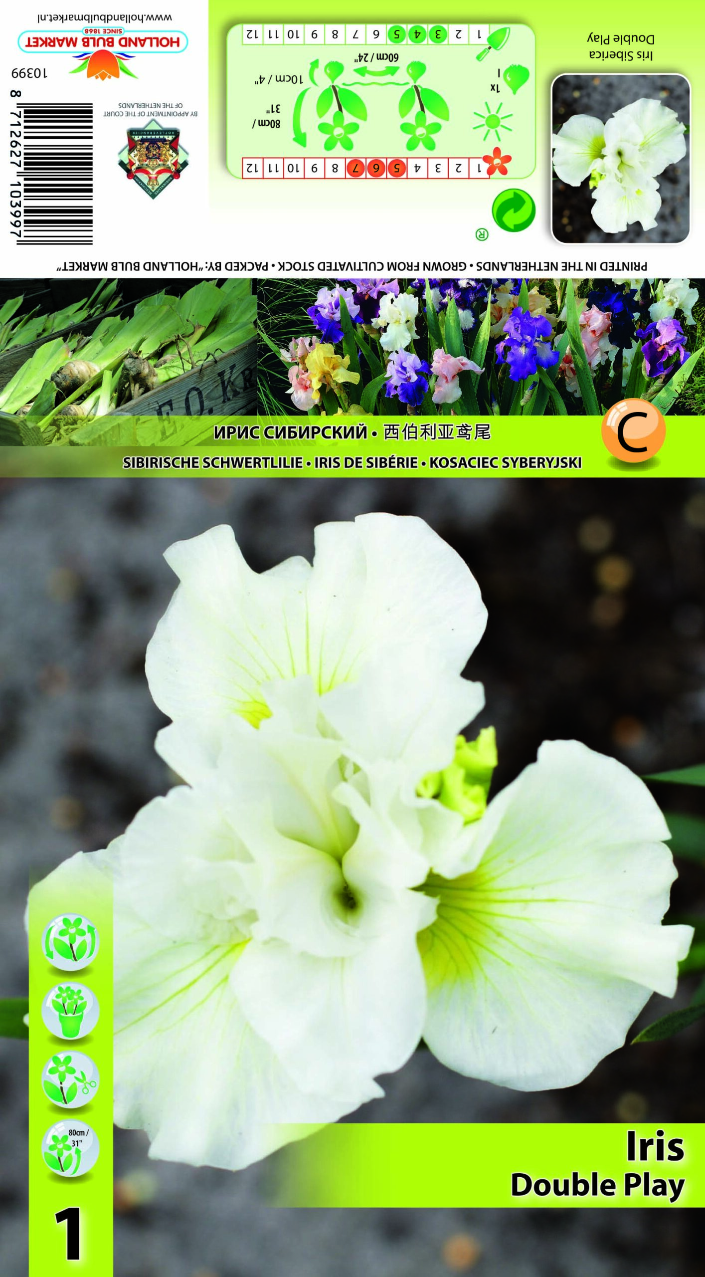 Siberi iiris Double Play 1 tk