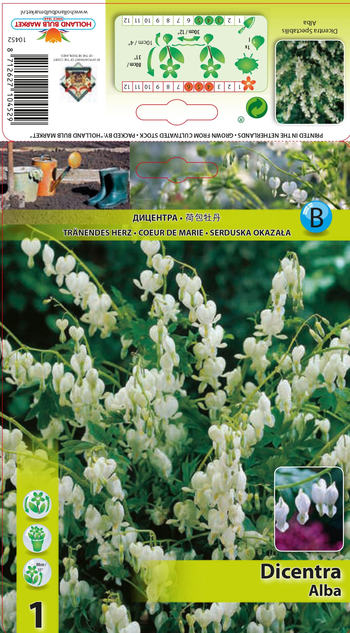 Murtudsüda Spect. Alba 1 tk