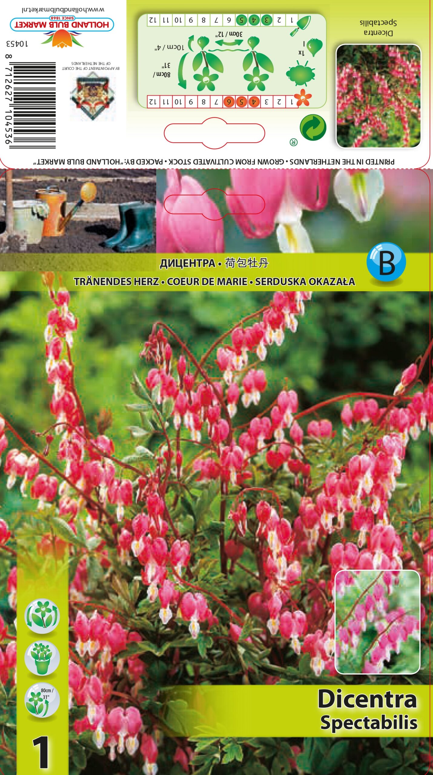 Murtud süda Spectabilis 1 tk