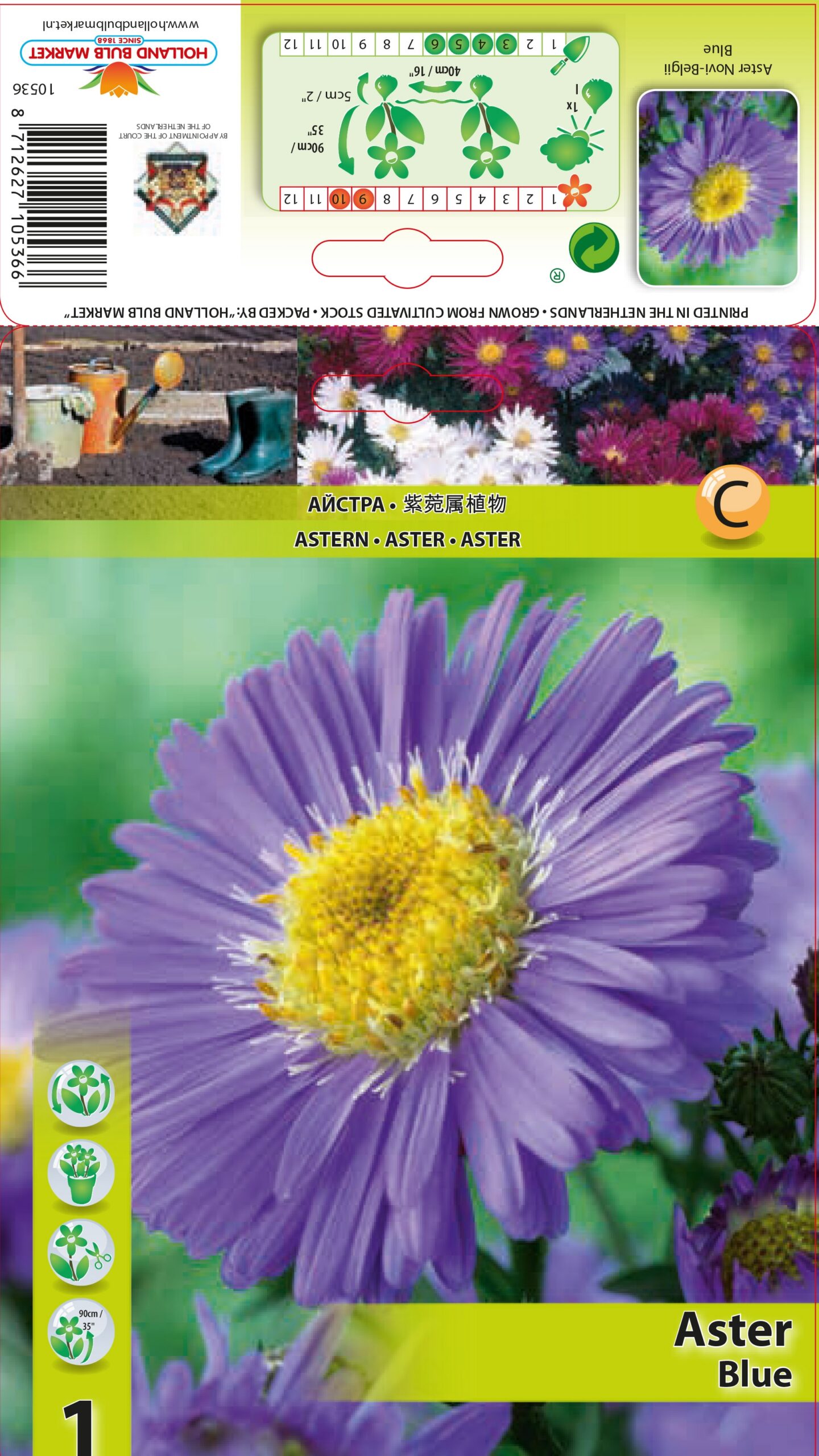 Õiekas aster Blue 1 tk