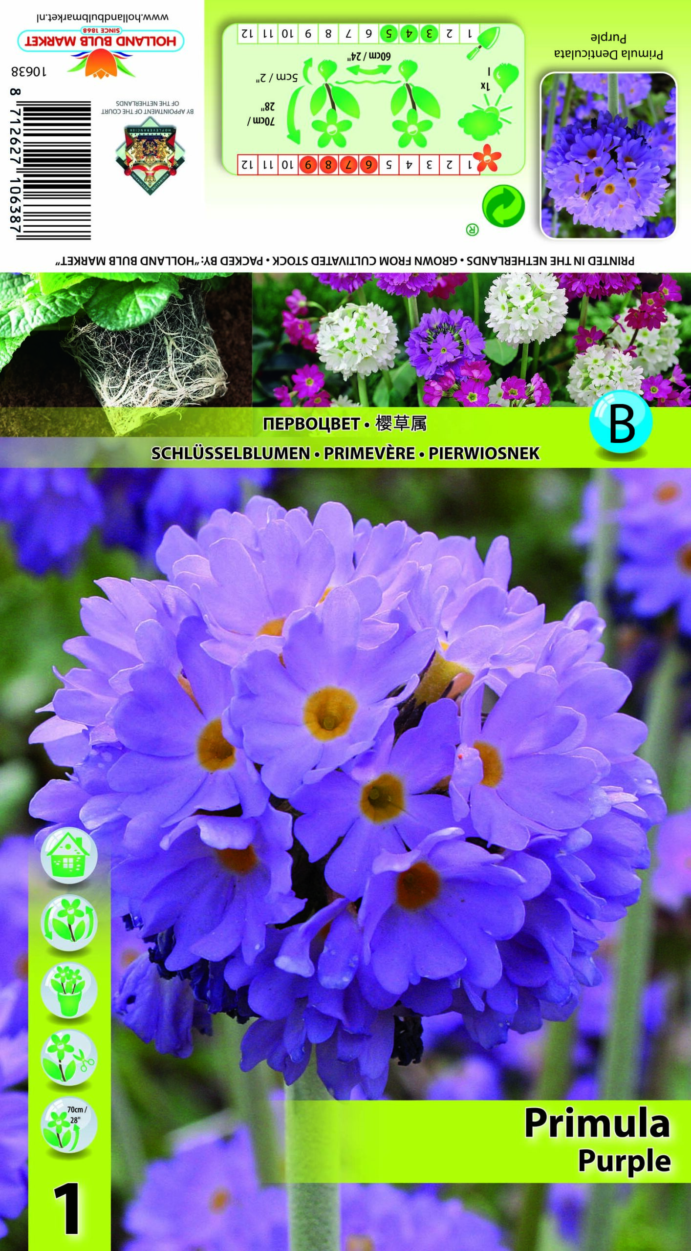 Priimula Denticulata Purple 1 tk