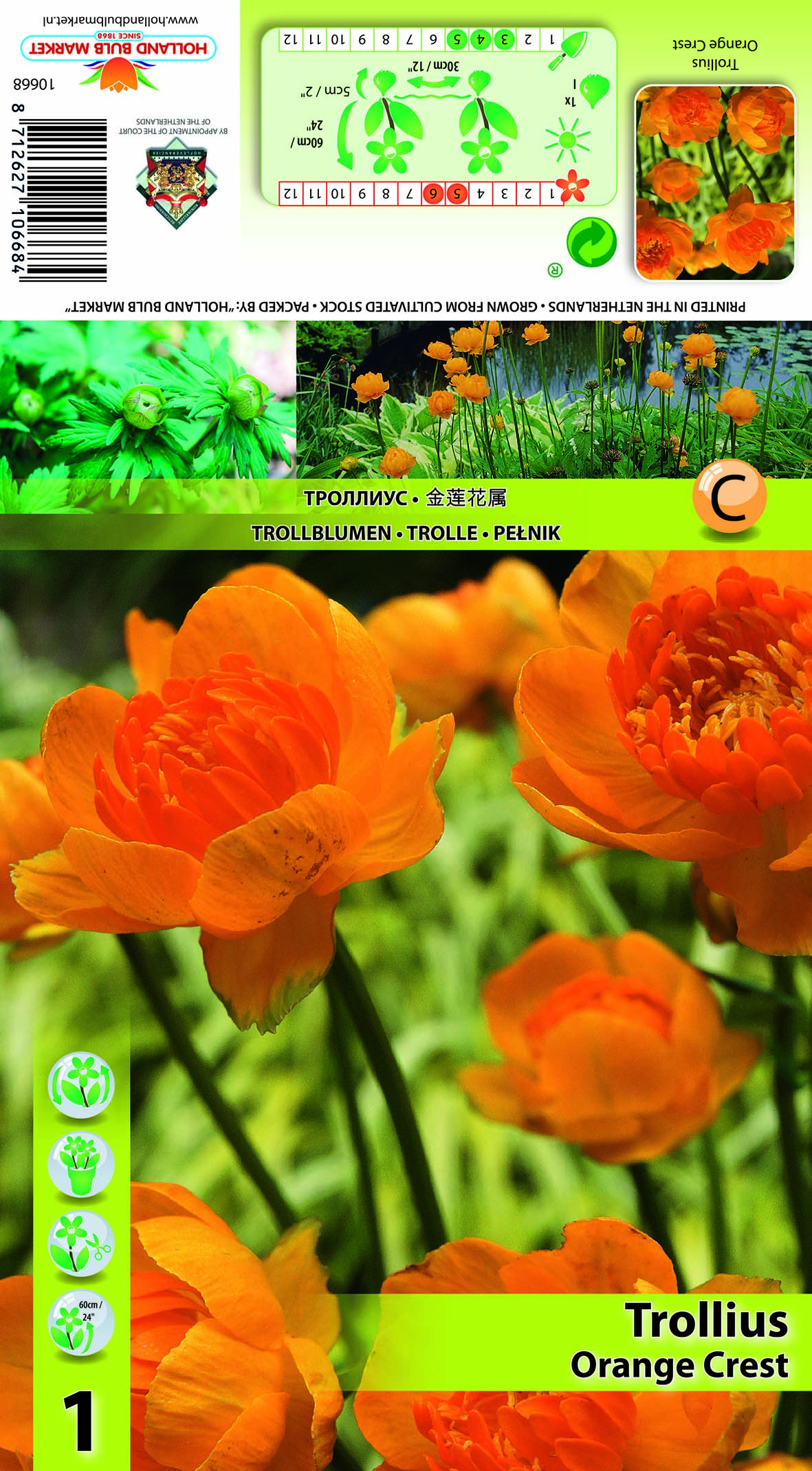 Kullerkupp Orange Crest 1 tk