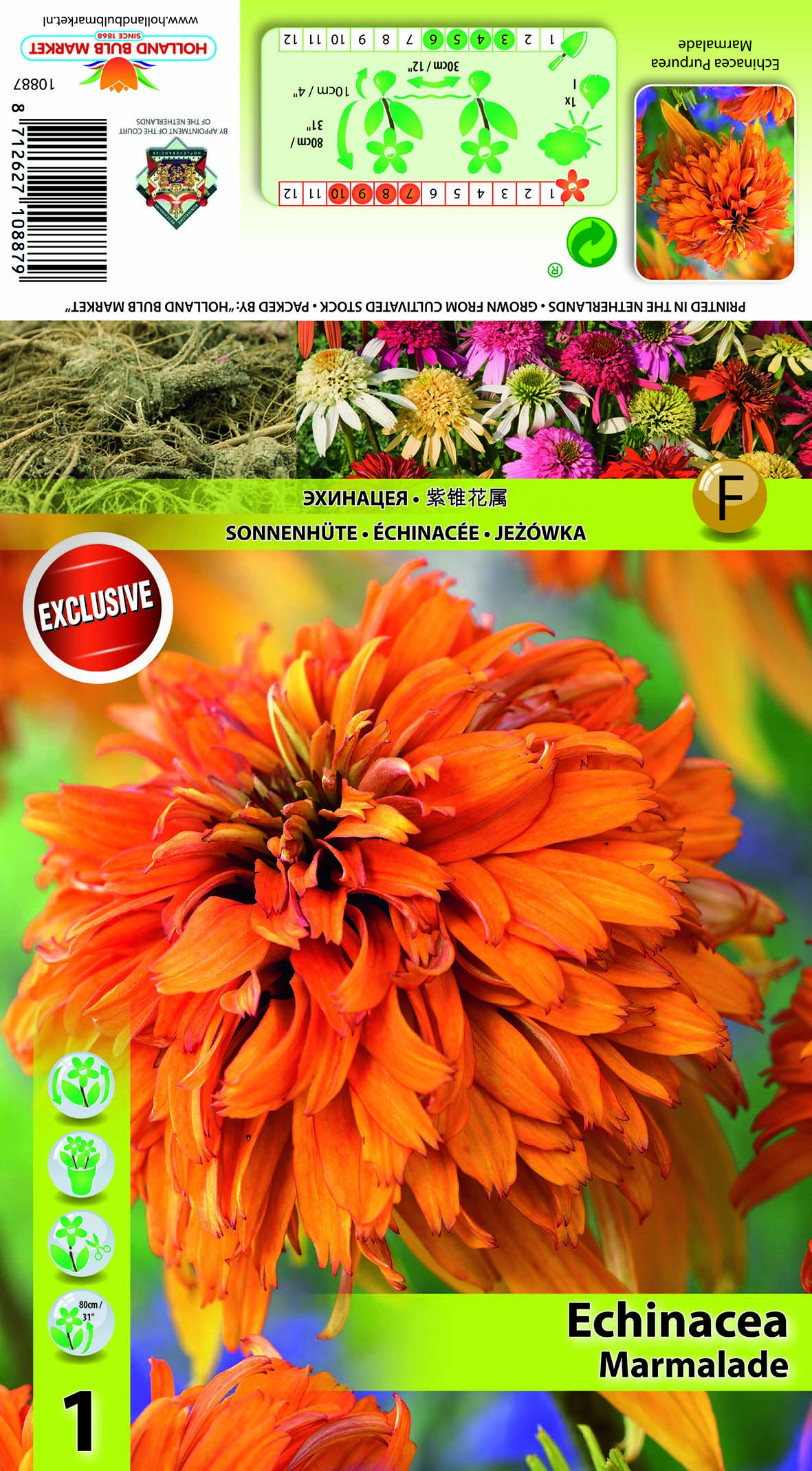 Siilkübar täidisõieline Marmalade 1 tk