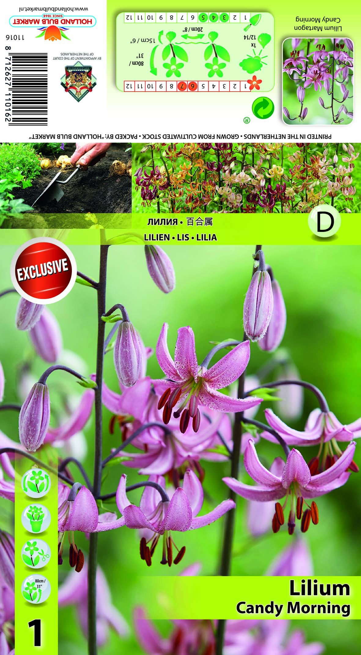 Kirju liilia Candy Morning 1 tk