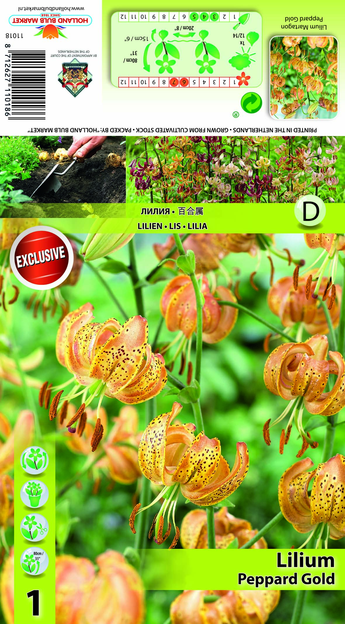 Kirju liilia Peppard Gold 1 tk