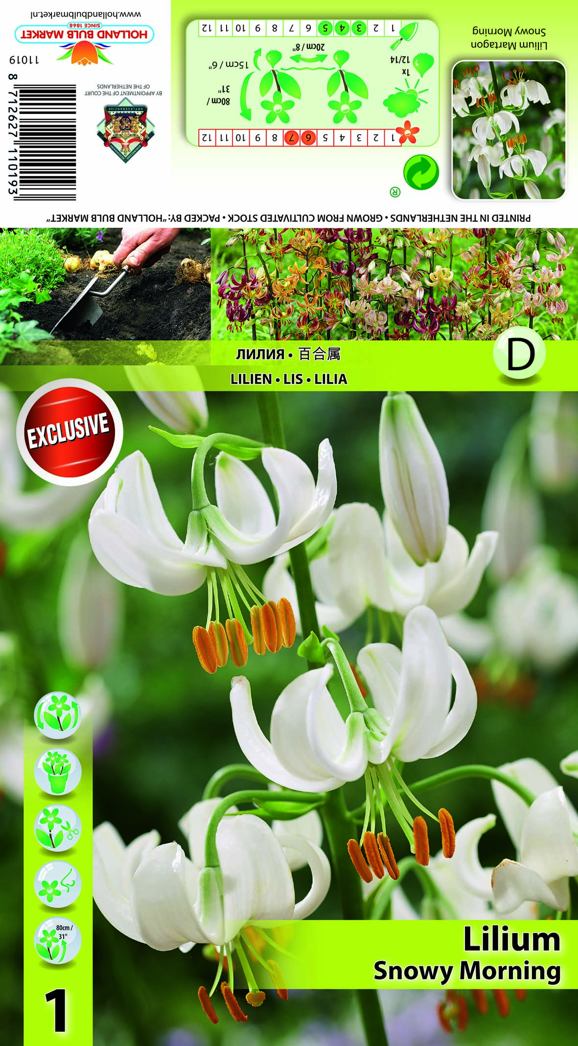 Kirju liilia Snowy Morning 1 tk