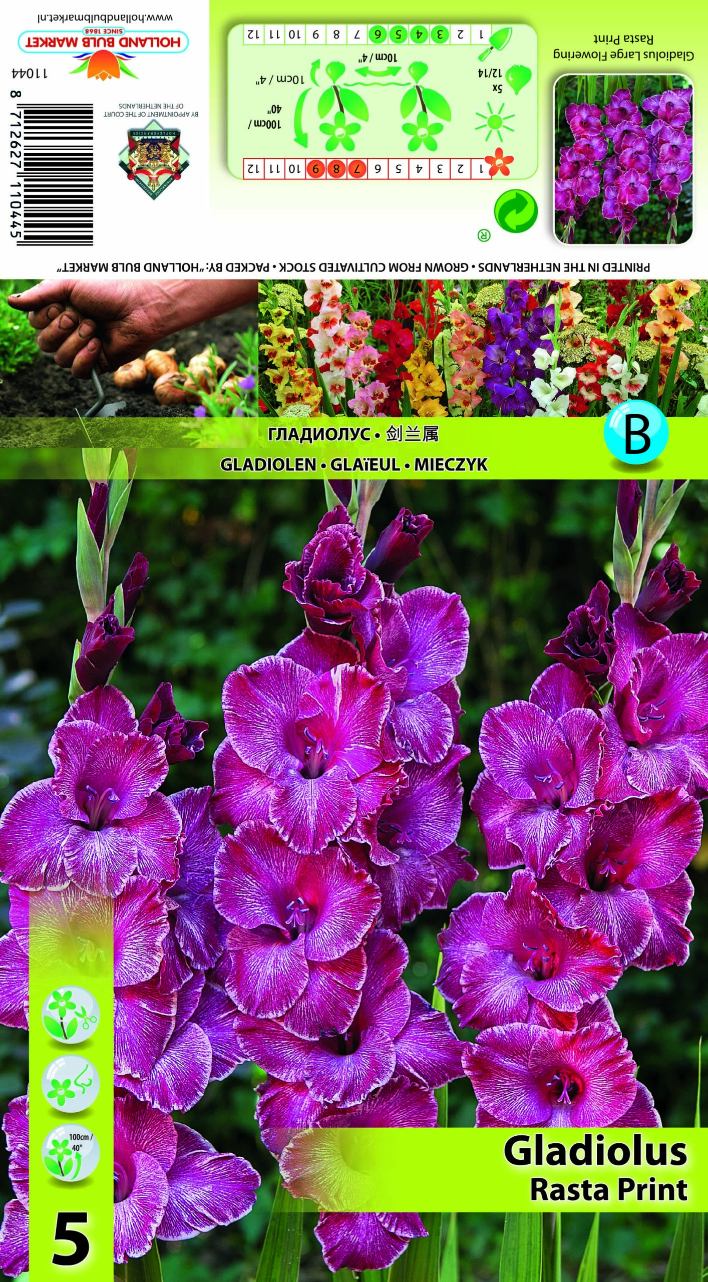Gladiool Rasta Print 5 tk