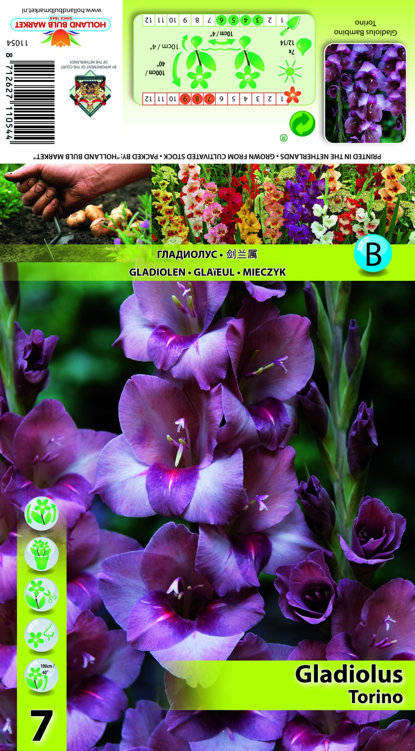 Gladiool Torino 7 tk